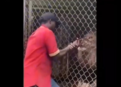 Il guardiano dello zoo infastidisce il leone e lui gli stacca il dito.