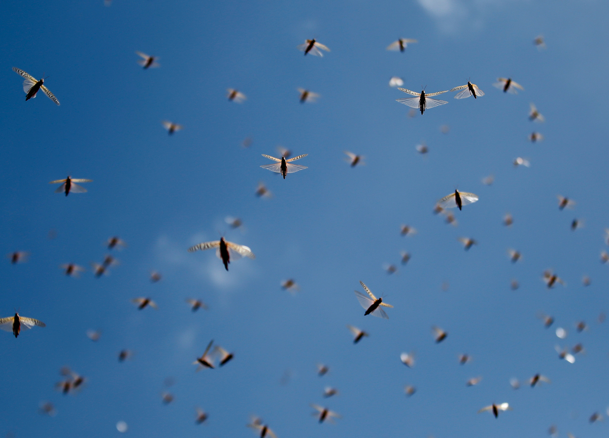 Sardegna, emergenza invasione cavallette. Distrutti 30 mila ettari di terreno