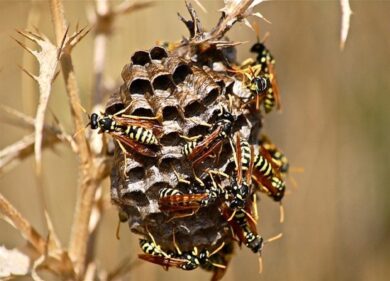 Milano, punto da una vespa mentre coltiva l’orto: muore un 60enne