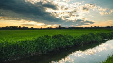 Siccità e mancanza d’acqua nelle risaie nel pavese, stop ai diserbanti