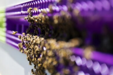 Banca Generali: presentati gli scatti relativi all’SDG numero 2 “Fame zero”