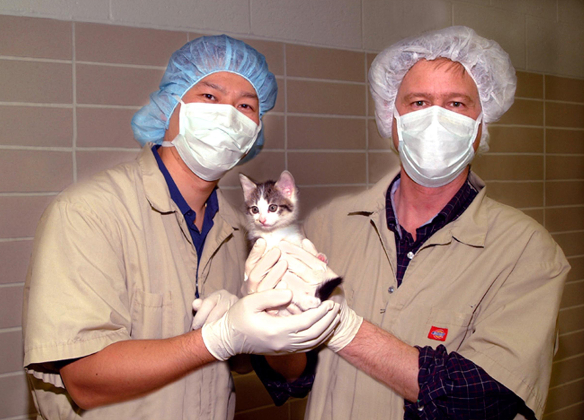 Coronavirus da un gatto ad una veterinaria. Ilaria Capua: “Non allarmiamoci” Coronavirus da un gatto ad una veterinaria. Ilaria Capua: “Non allarmiamoci”