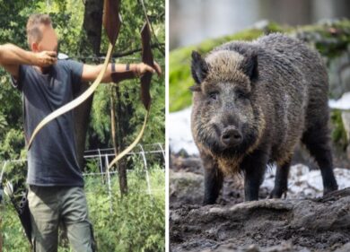 Cinghiali, caccia con l’arco in Abruzzo. Ironia web. La Regione: E’ diverso
