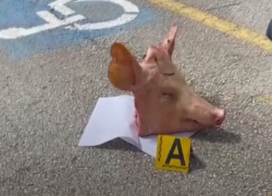 Teste di maiale mozzate davanti l’abitazione del presidente del Lecce calcio