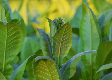 Allarme siccità, i milanesi bagnano piante con acqua riciclata
