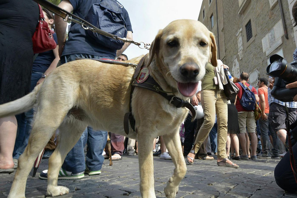 Cani abbandonati: a Roma e nel Lazio il record nazionale. Il decalogo Enpa Cani abbandonati: a Roma e nel Lazio il record nazionale. Il decalogo Enpa
