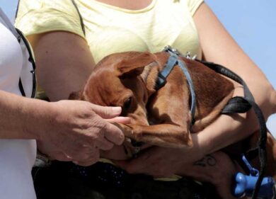 Cani abbandonati: a Roma e nel Lazio il record nazionale. Il decalogo Enpa