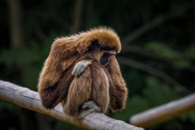 Bambina aggredita da una scimmia in un zoo in Messico