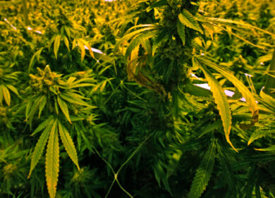 Calabria, la nostra piccola Colombia: sequestrate 18000 piante di marijuana