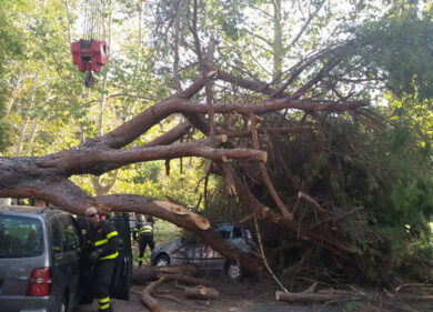 Roma, “State uccidendo i pini”, l’Ordine degli agronomi contro il Comune
