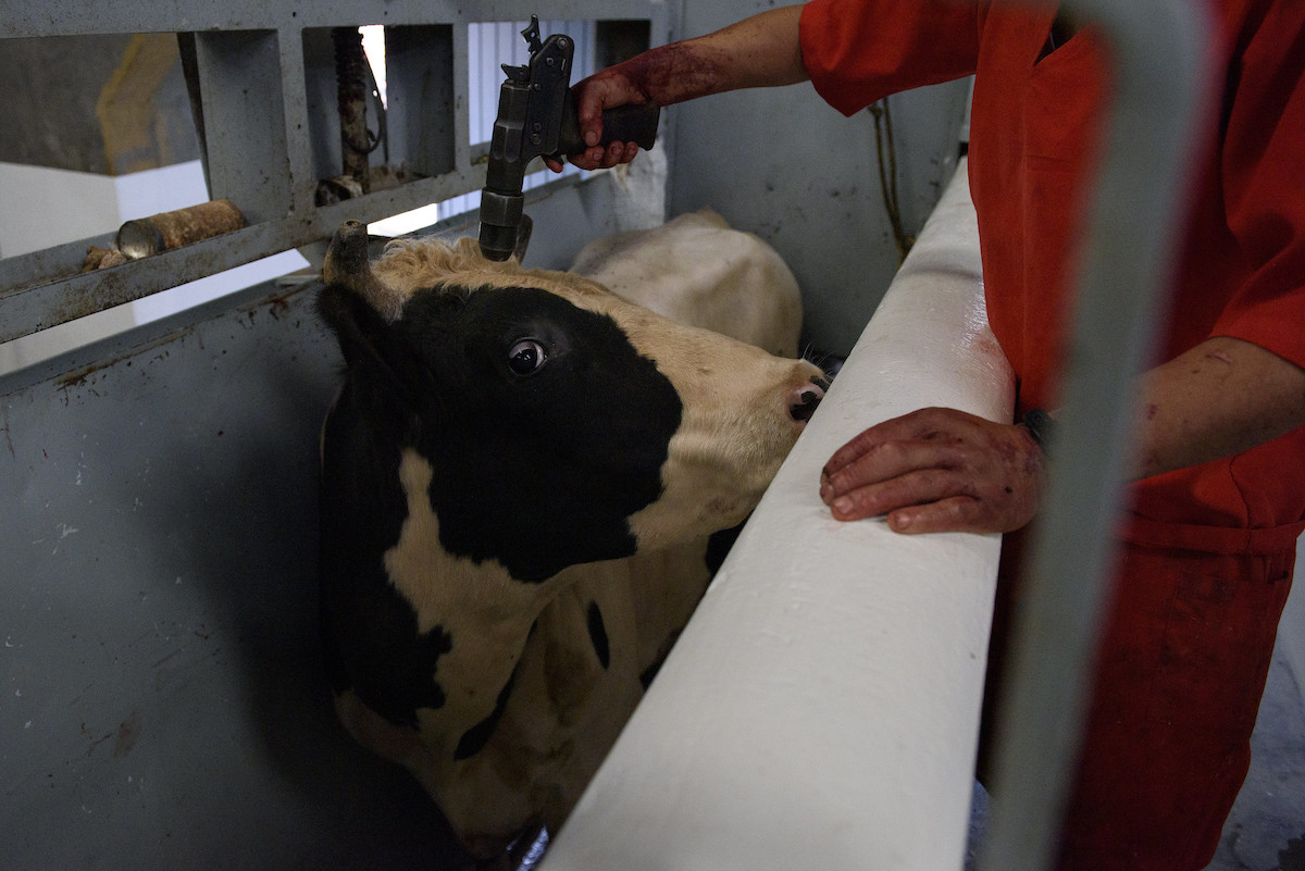 Animal Equality mostra le terribili torture all’interno dei macelli messicani Animal Equality mostra le terribili torture all’interno dei macelli messicani
