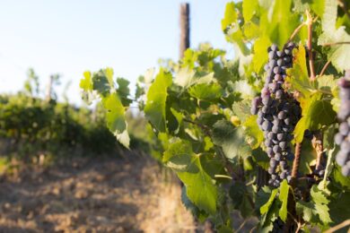 Tentata estorsione al re del vino Sassicaia. “Paga o ti bruciamo i vigneti”