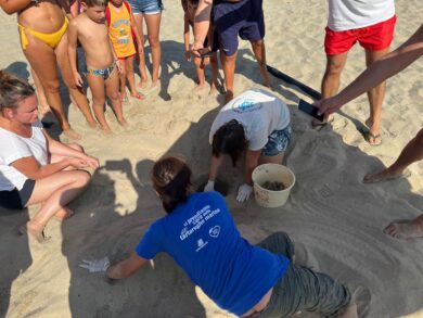 Tartarughe marine, aumentano le nidificazioni e i tartawatchers in Italia