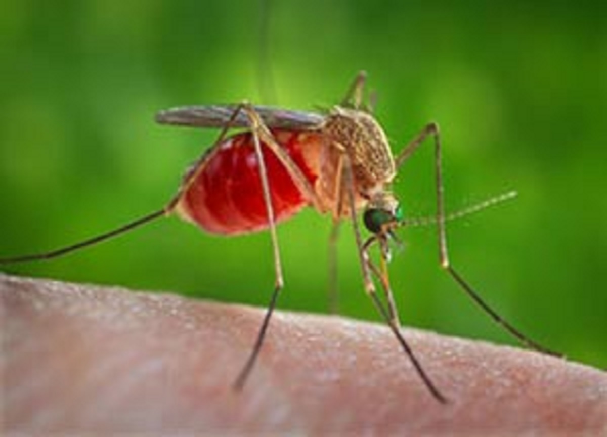 West Nile, primo decesso in Lombardia: un morto nel Bresciano West Nile, primo decesso in Lombardia: un morto nel Bresciano