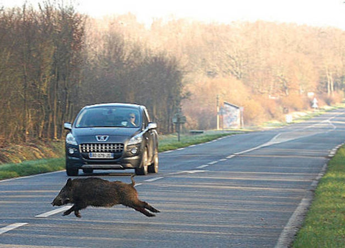 Cinghiali, via libera all’abbattimento: in Puglia se ne contano oltre 250mila