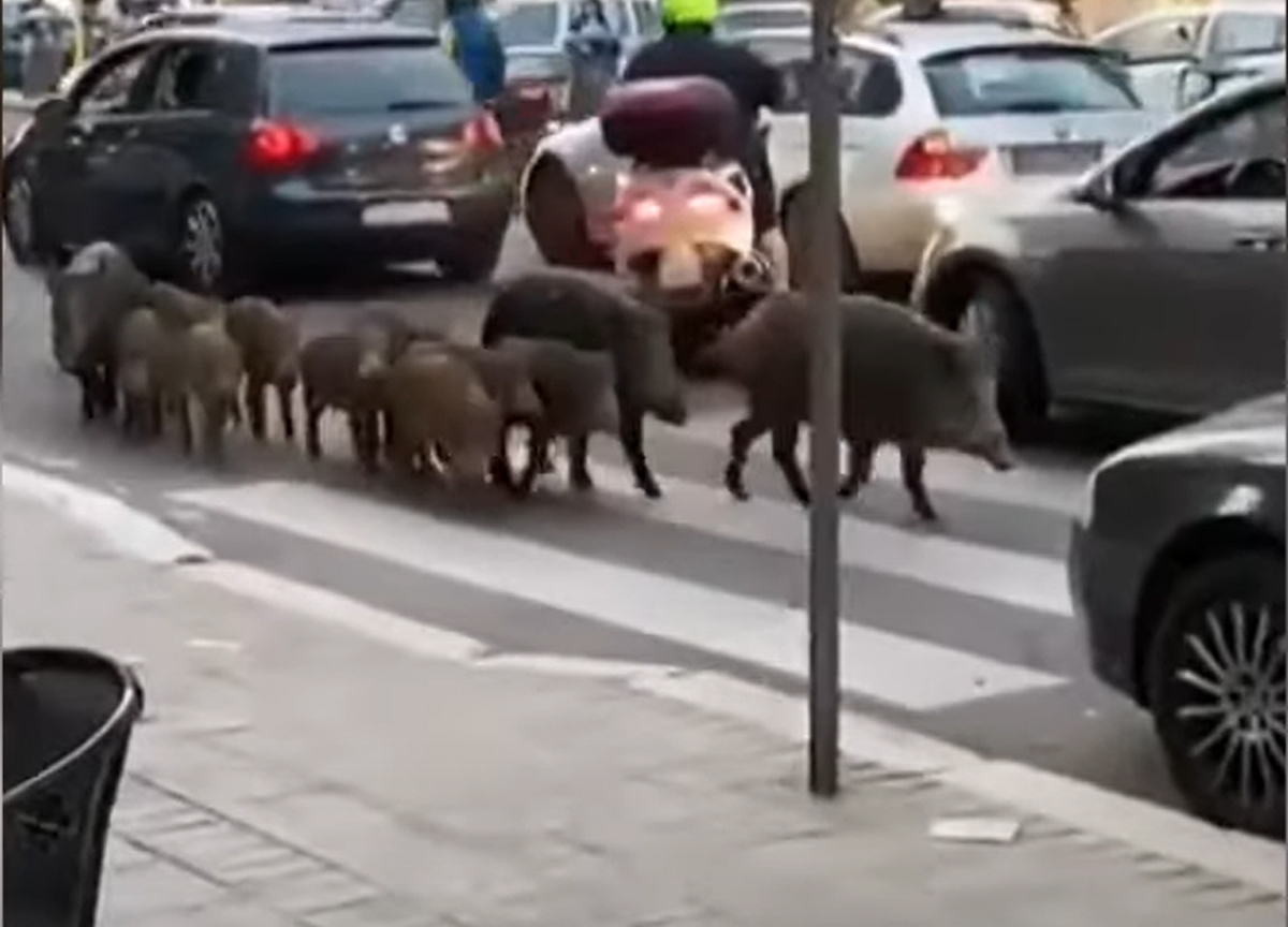Cinghiali, via libera all’abbattimento: in Puglia se ne contano oltre 250mila