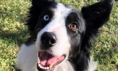 Salvò la padrona da un dirupo, è di Bergamo la cagnolina “più fedele d’Italia”