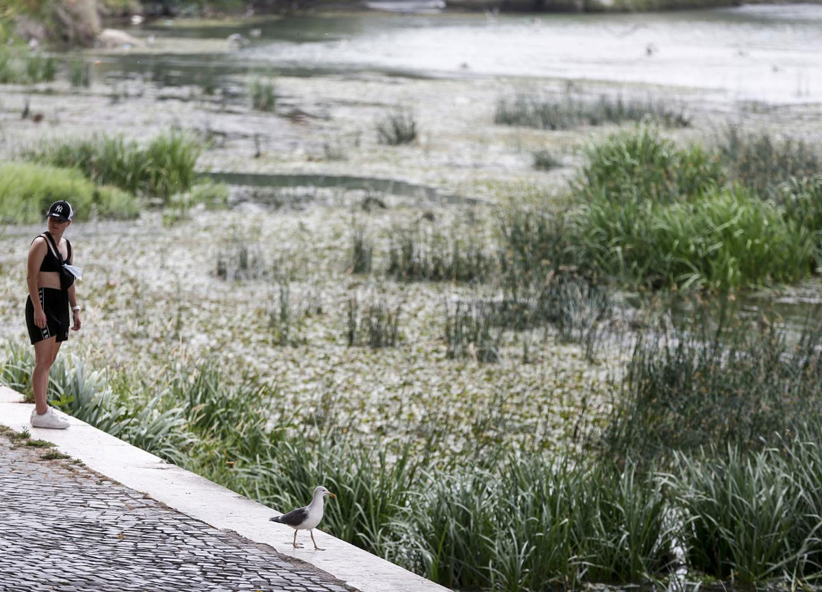 Temporali e siccità, il Tevere in tilt: allarme Wwf, prevista moria di pesci
