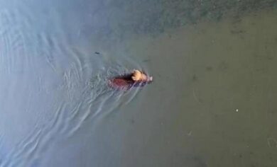 Cinghiale in Darsena a Milano: catturato e sedato dai vigili del fuoco