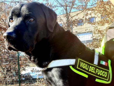 Vicenza, Tyson il cane pompiere sarà salvato dal crowdfunding