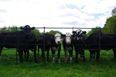 Spagna, macelli dovranno installare le telecamere contro gli abusi su animali