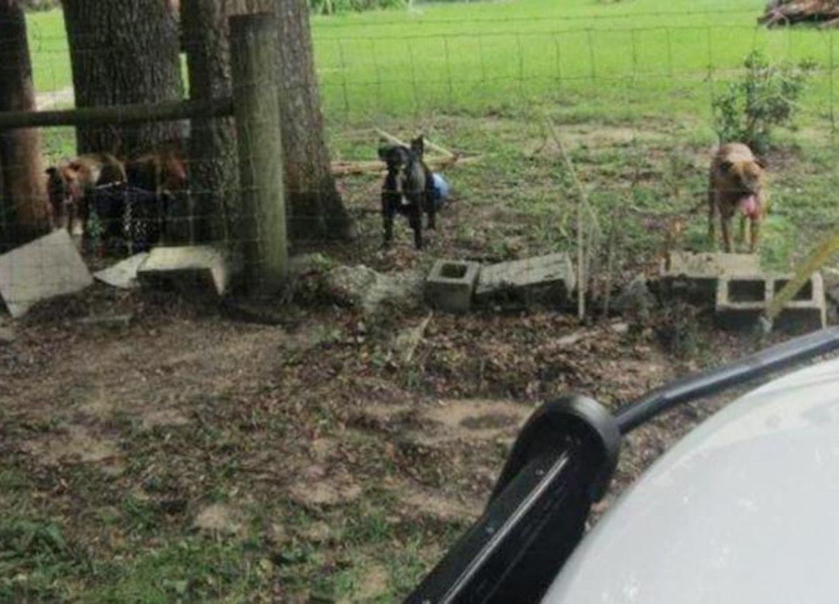 Usa, postina sbranata da un branco di cani. L’assalto improvviso e letale Usa, postina sbranata da un branco di cani. L’assalto improvviso e letale
