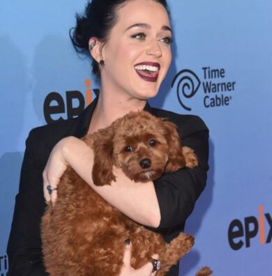 Giornata mondiale del cane, gli amici pelosi ci fanno stare meglio: 5 benefici