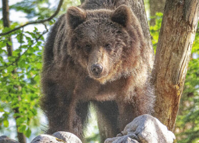 L’orsa F43 è morta durante un intervento per la sostituzione del radiocollare