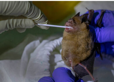 Studio israeliano: non c’è prova che il Covid sia arrivato dai pipistrelli