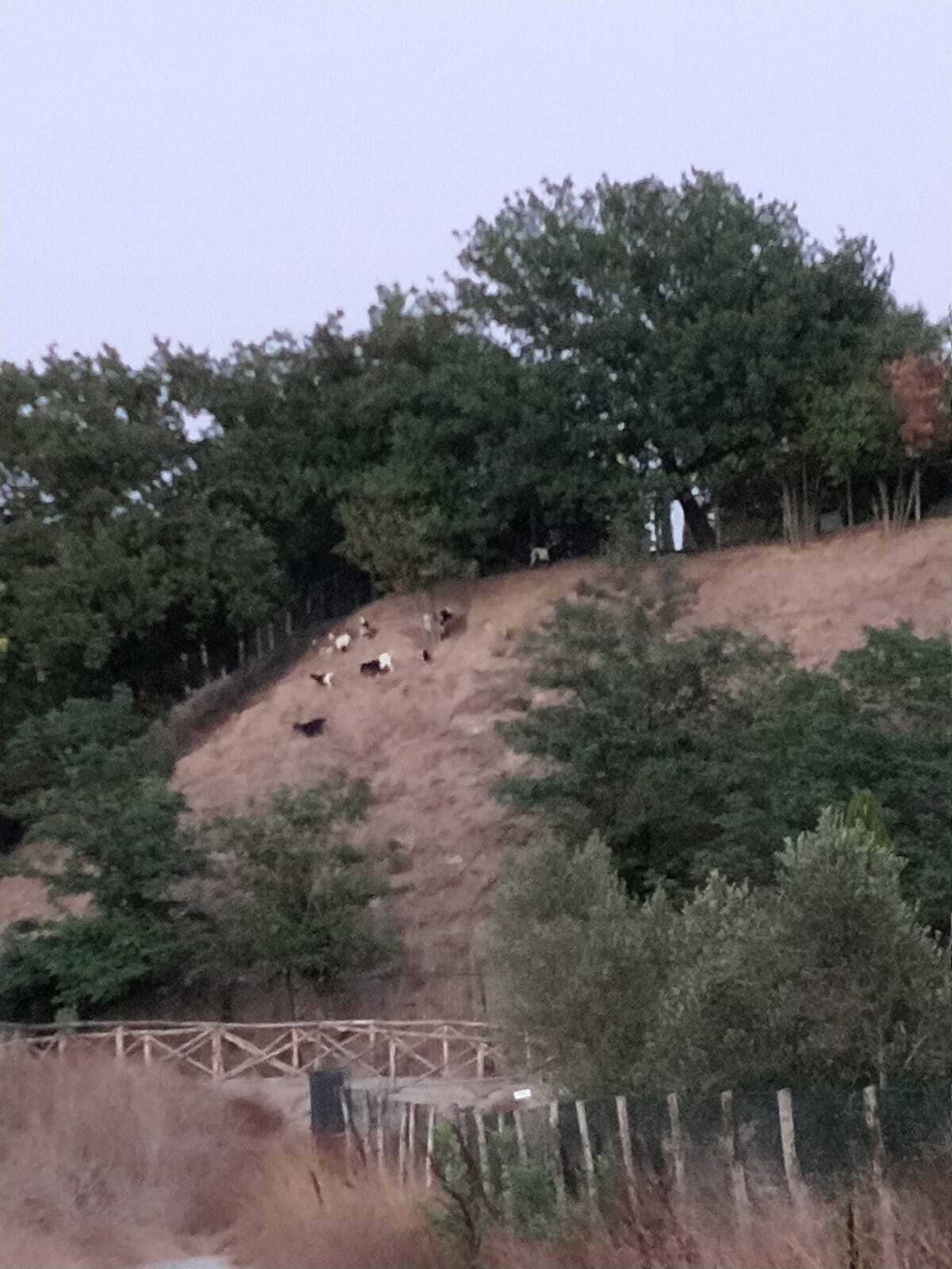 Totti-Ilary, dalle capre alle sterpaglie: com’è oggi la villa di Francesco