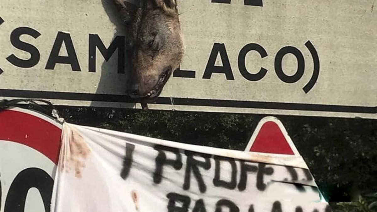 Rivolta degli animalisti in Valchiavenna. Testa mozzata di lupo va vendicata Rivolta degli animalisti in Valchiavenna. Testa mozzata di lupo va vendicata