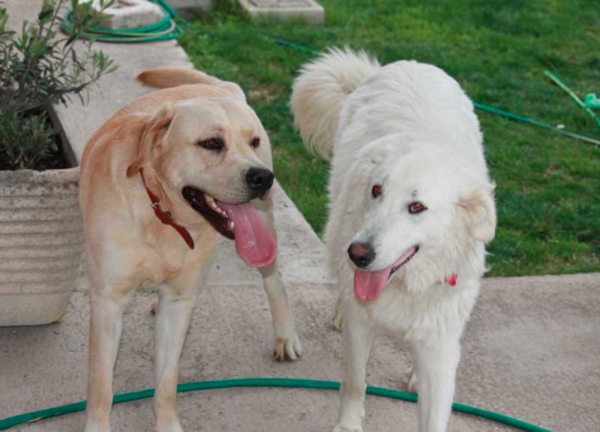 Dieci anni di Quattrozampeinfiera, a Milano tante novità per cani e gatti Dieci anni di Quattrozampeinfiera, a Milano tante novità per cani e gatti