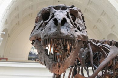 In vendita scheletro di un T-Rex: base d’asta 25 mln