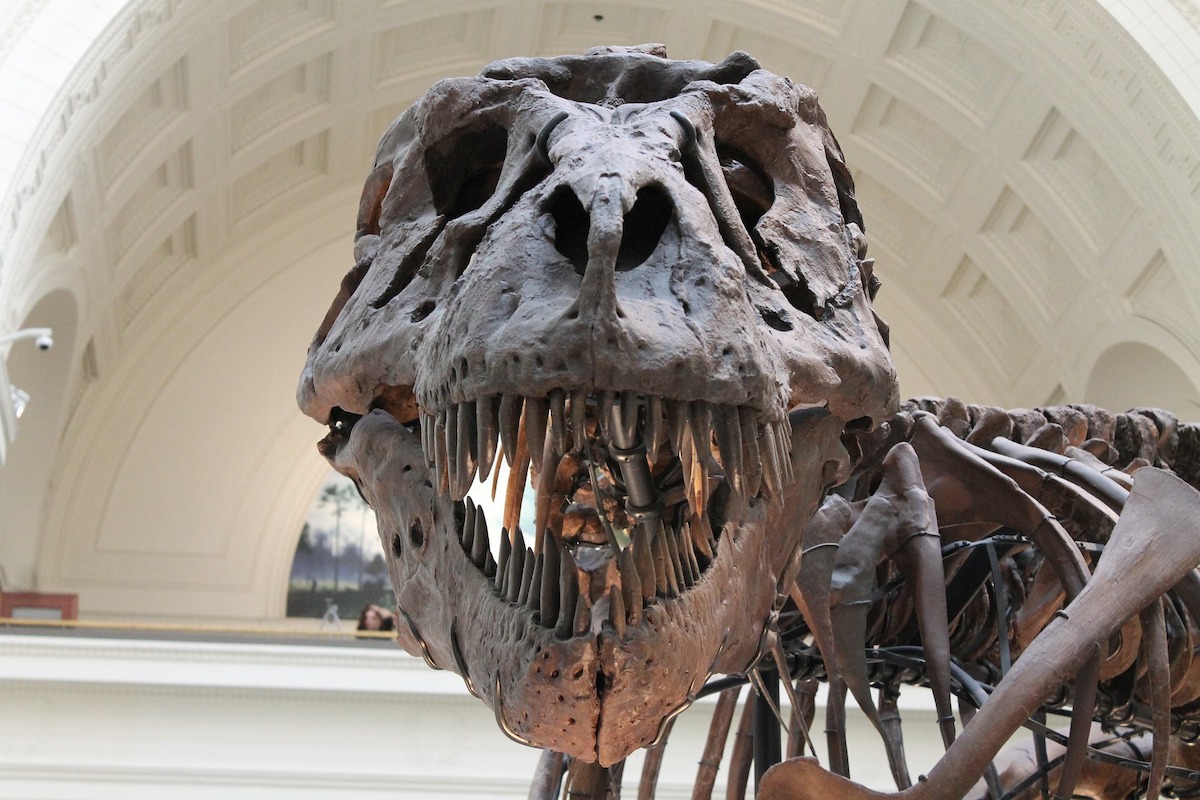 In vendita scheletro di un T-Rex: base d’asta 25 mln In vendita scheletro di un T-Rex: base d’asta 25 mln