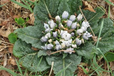 Napoli, mandragora tra gli spinaci: intossicate 10 persone