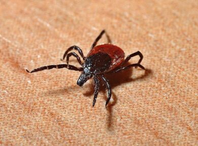 Malattia di Lyme: cos’è e come si cura