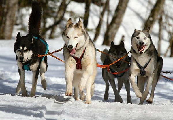 Anche i cani sono stressati. I suggerimenti degli esperti