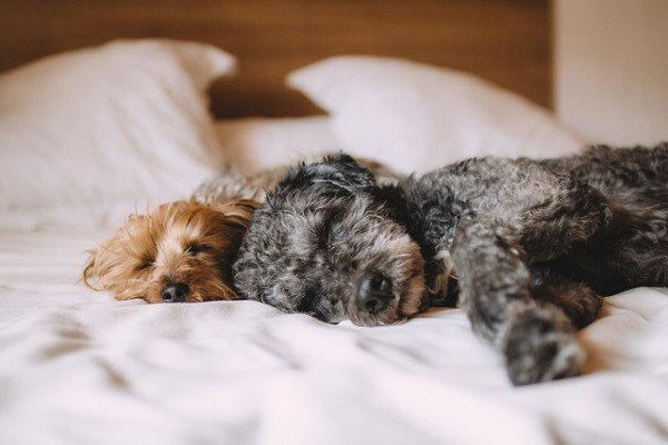 Anche i cani sono stressati. I suggerimenti degli esperti