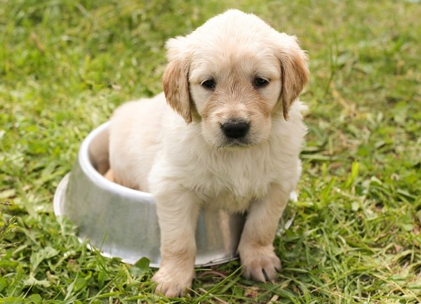 Anche i cani sono stressati. I suggerimenti degli esperti