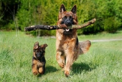 Anche i cani sono stressati. I suggerimenti degli esperti