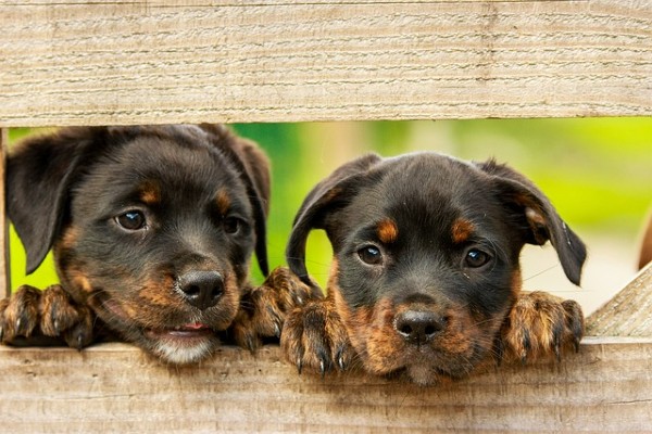 Anche i cani sono stressati. I suggerimenti degli esperti