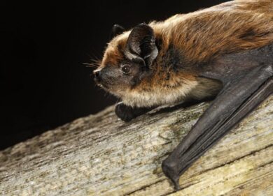 Isolato in Lombardia da un pipistrello il virus Issyk-Kul