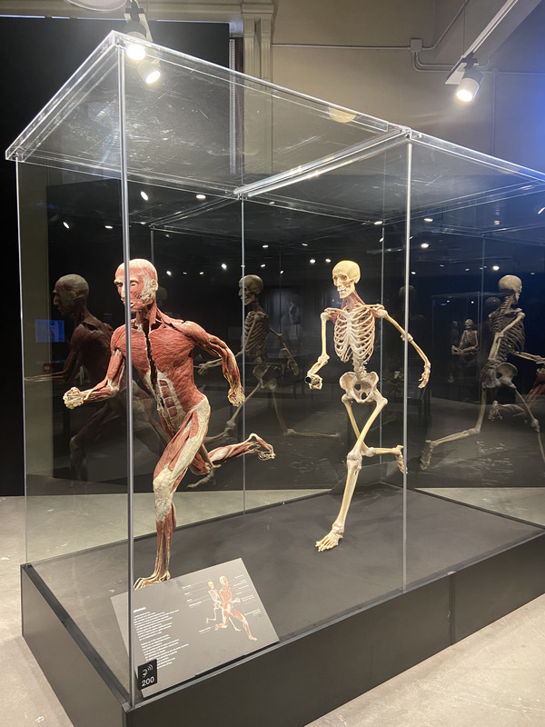 Grandi Stazioni Retail, al via la mostra “Body Worlds”