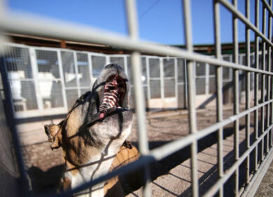 Un ospedale pubblico veterinario alla Muratella, Gualtieri mantiene l’impegno