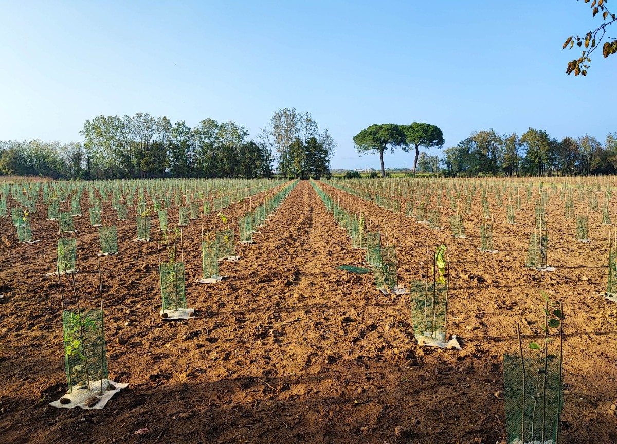 Genertel supporta la realizzazione del bosco urbano di Udine Genertel supporta la realizzazione del bosco urbano di Udine