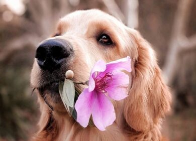 A Fiera Milano la più importante esposizione canina italiana dell’anno