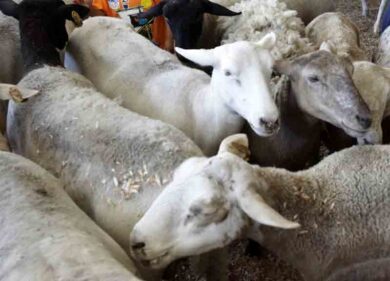 Capre bloccano i binari tra Milano e Genova