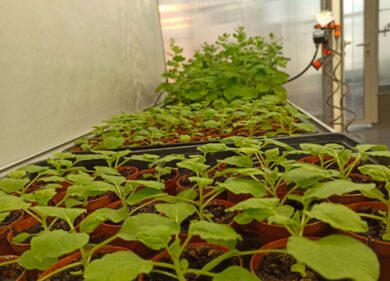 Salute: dalle piante due anticorpi contro il virus responsabile del Covid