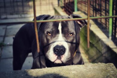 Aizza pitbull contro gli agenti. 39enne portato in carcere a Pavia