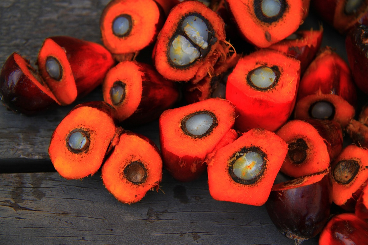 Deforestazione, dall’olio di palma al caffè: dall’Ue stop all’import di merci Deforestazione, dall’olio di palma al caffè: dall’Ue stop all’import di merci
